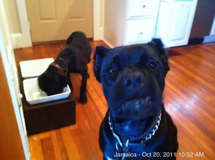 When His Sister Started Eating His Dinner. (He’s A Rescue, I Didn’t Crop His Ears)