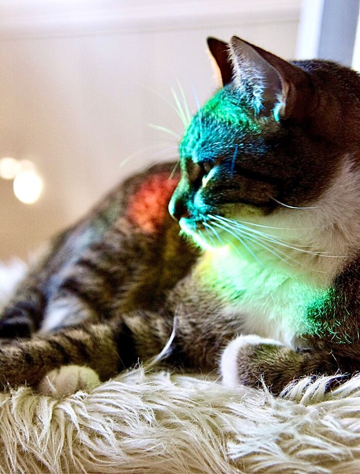 I Found Jude, Who Found A Rainbow From My Prism. He Didn’t Get Up Until It Rolled Off Him.