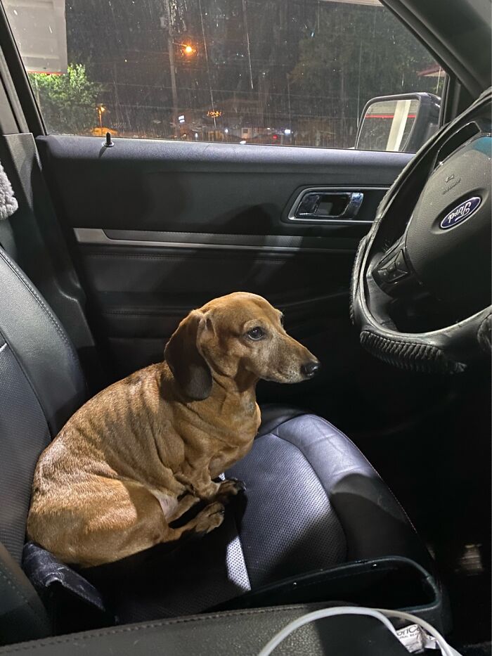 Something About This Photo Of My Dog Makes Me Chuckle..