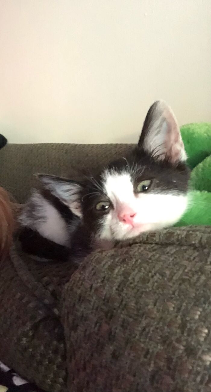 My Roommates Kitten. Showing His True Crazy In This Picture.