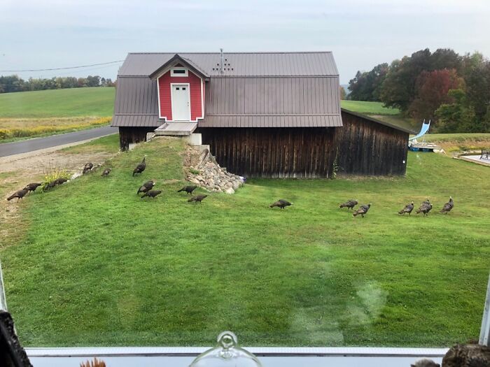 Thanksgiving Dinner?