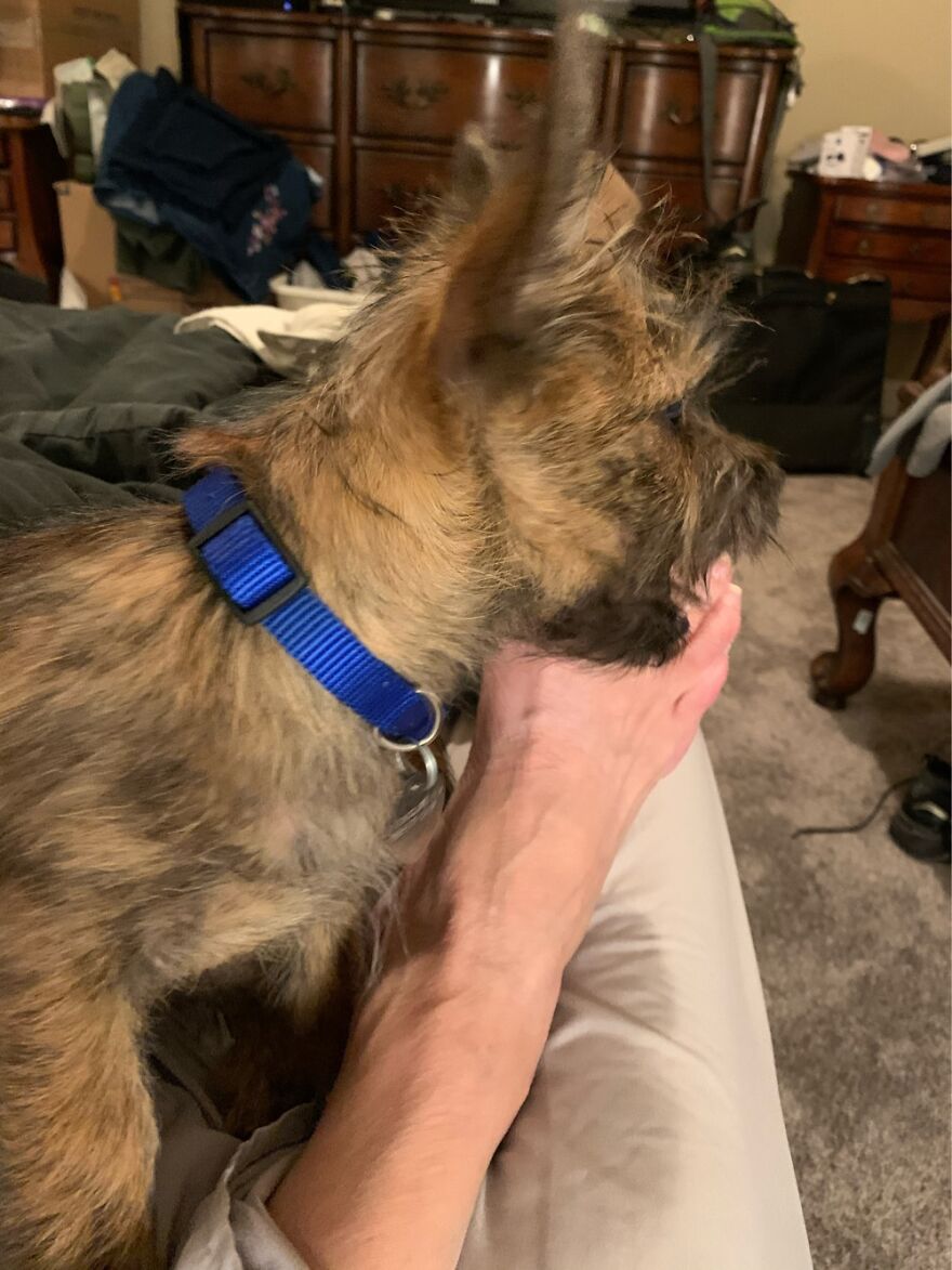 Andy Loves Giving “Pet-I-Cures” To His Pack Members 🤷‍♀️