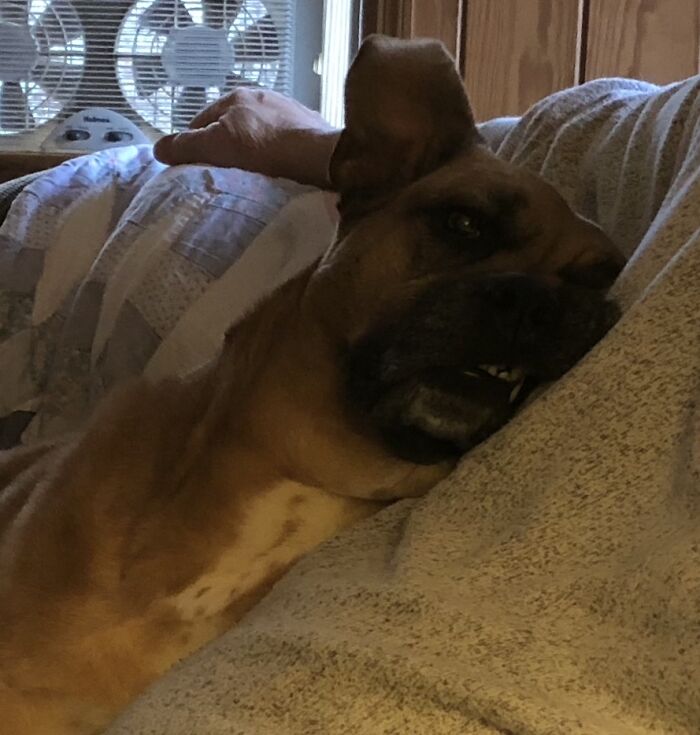 My Derpy Doggo Betsy!