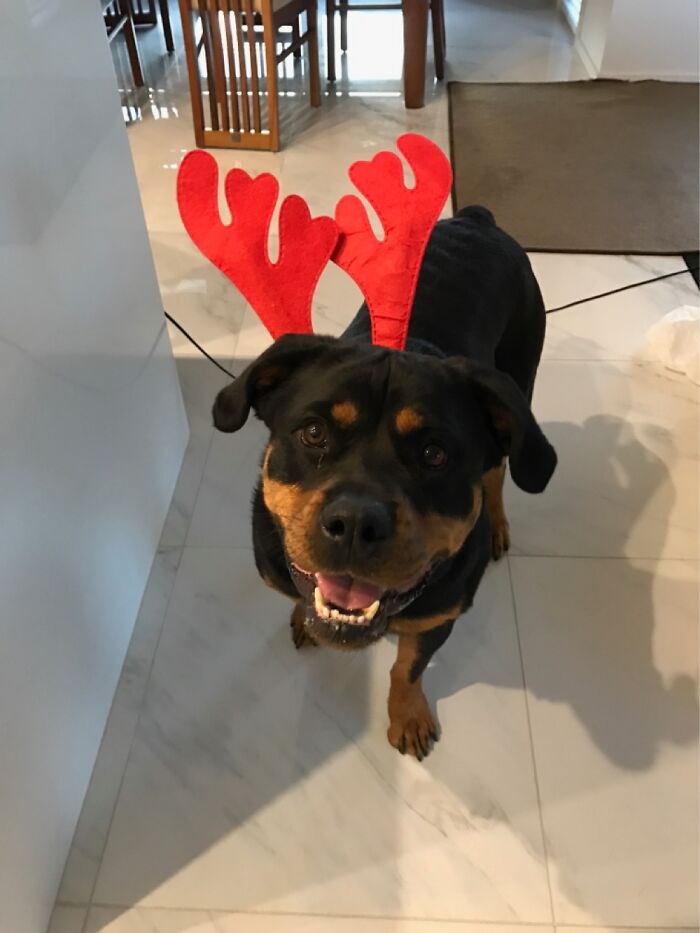 Holly At Christmas Time…