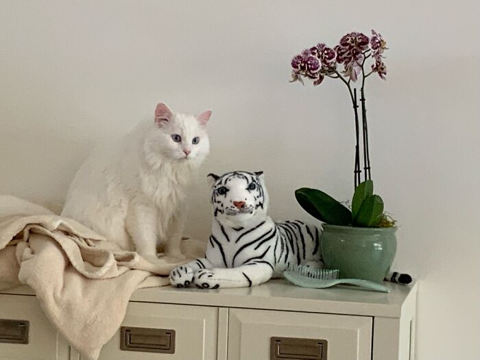 Our New Rescue Kitty, Who Hates Other Cats…this Is Her Only Feline Friend