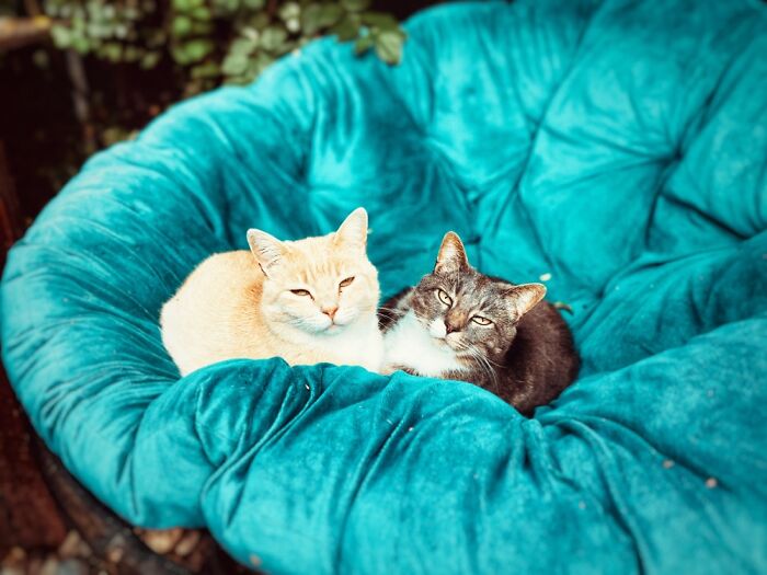 Pandorica Eloise And Mios