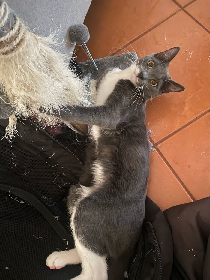 Sammy And His Loved Scratching Post
