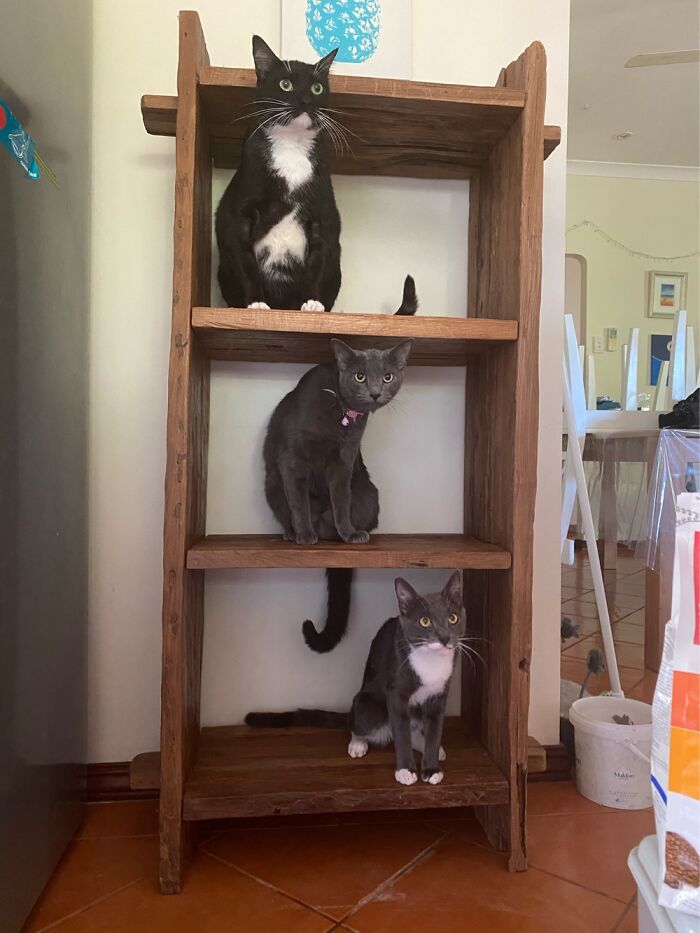 Trying To Clean The House With Cats