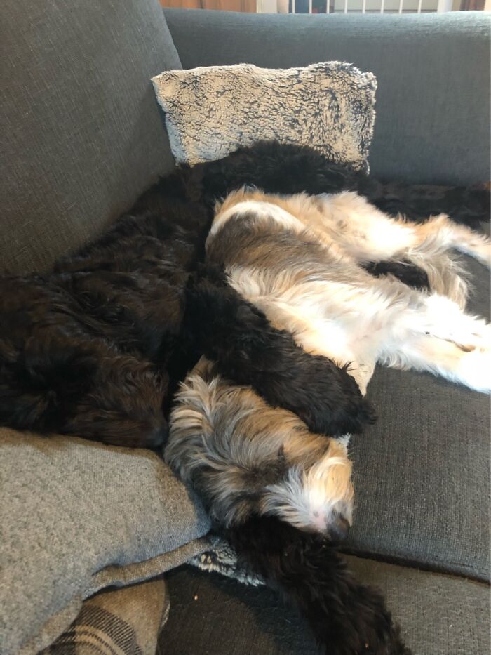 My Otis And Florence 🥰🥰