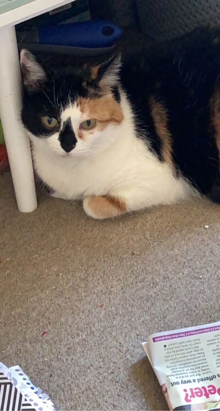 My Bubba Sulking After Being Forced To Have Her Claws Trimmed 😕