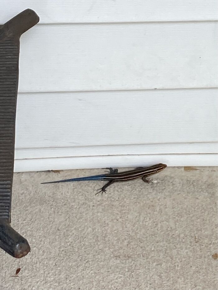 Skinks. He Just Wants To Play. He Traps Them With His Paws Then Nudges Them With His Nose