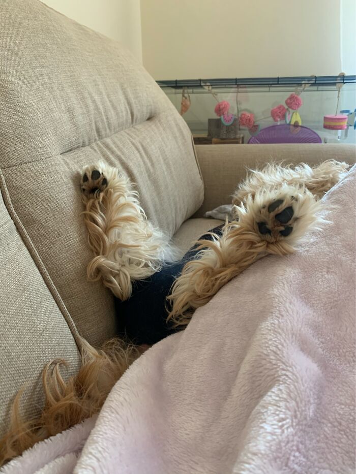 A Post Surgical Snooze. Guess Which Bits He Had Taken Away 🍒