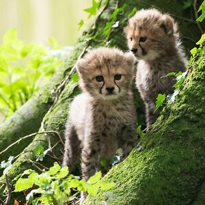 aberdeenmcfarlin avatar