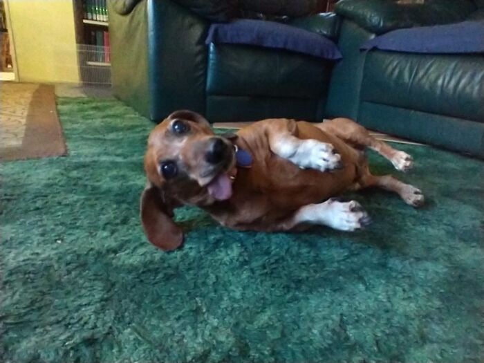 Buckeye Waiting For A Tummy Rub.