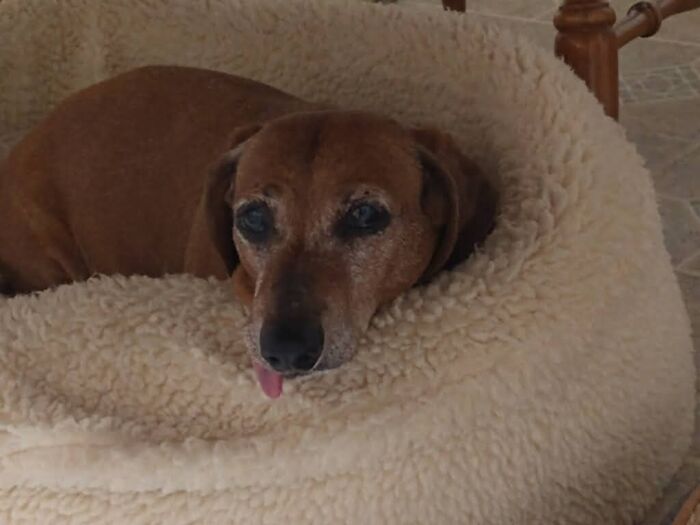 Buckeye. Former Owner Liked The Ohio State Buckeyes.