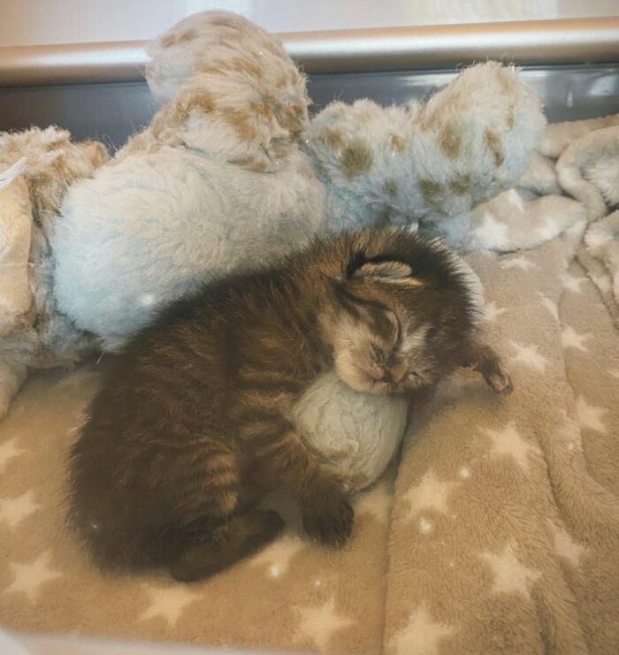 This Kitten Carries Her Toy Named Lamby Beans Everywhere After Being Brought Into Foster Care Alone This Kitten Carries Her Toy Named Lamby Beans Everywhere After Being Brought Into Foster Care Alone