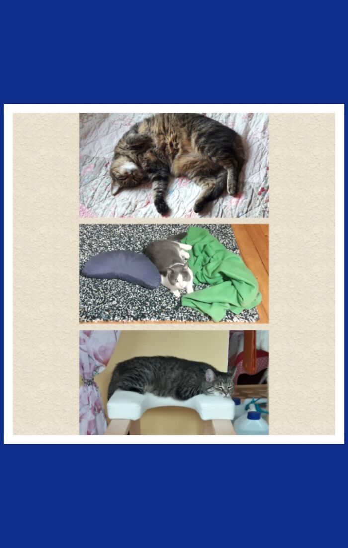 My Fur Babies - Floria, Krishna And Flöckchen