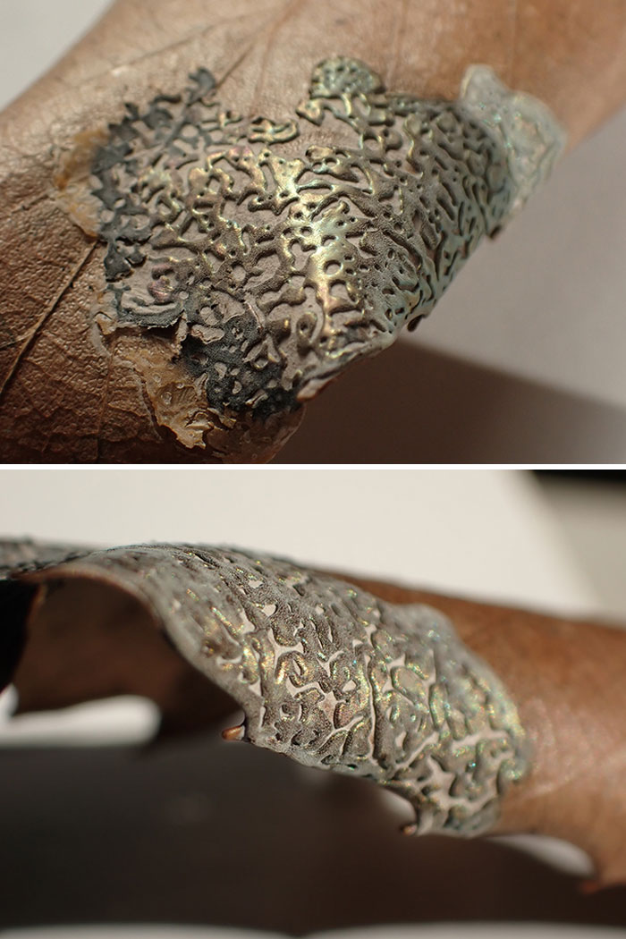 A Photo Of Didymium Serpula (A Slime Mold) From Japan