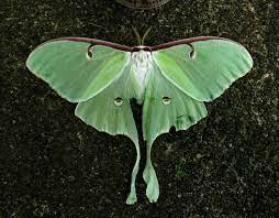 luna-moth-60bea2ccd2ff4.jpg