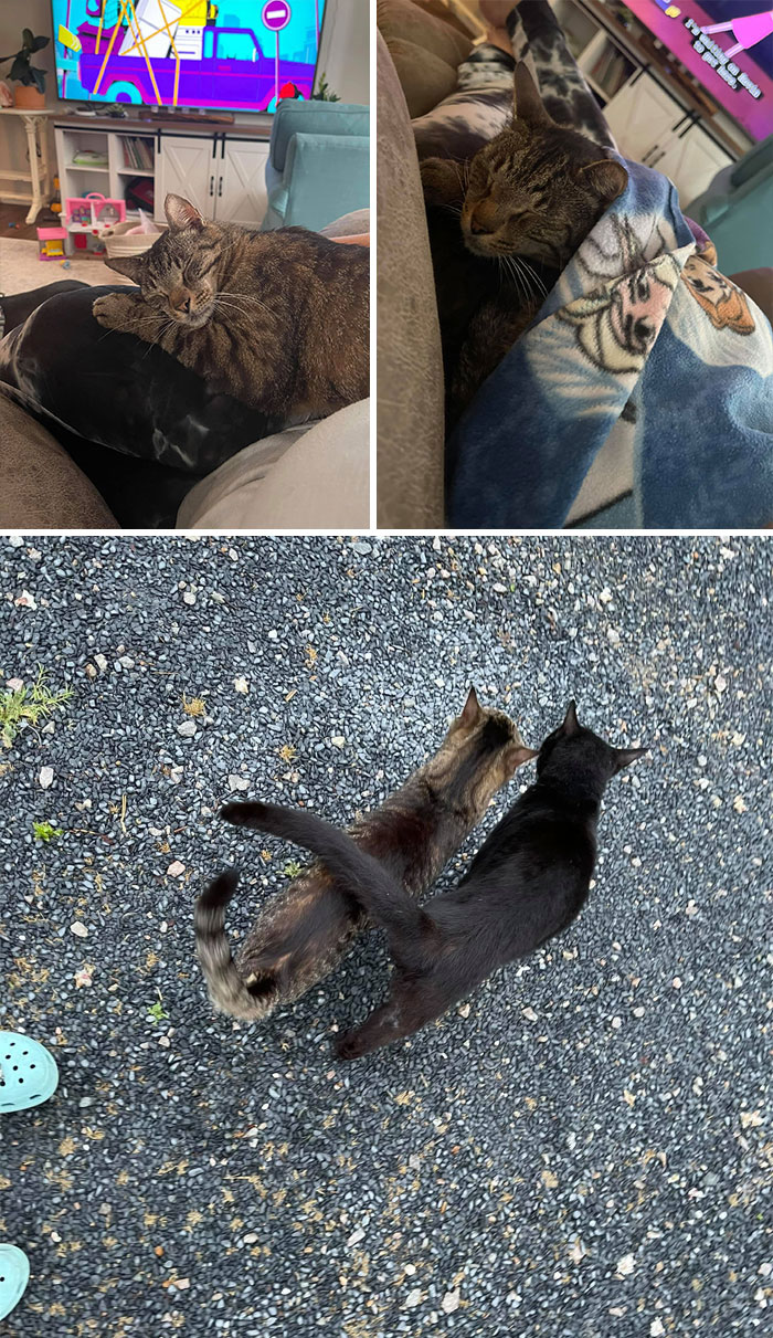 Not My Cat. Came In From The Rain To Take A Nap Update- She’s Brought A Friend