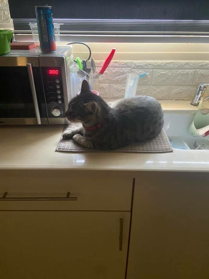 Just Got Back From Walking With My Dog... That Is Not My Cat