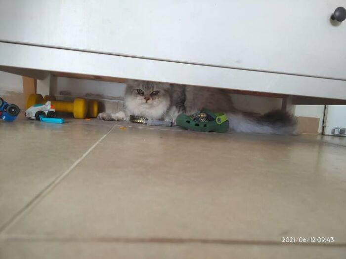 My House, My Kid’s Mess. Not My Cat