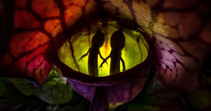 Here Are The 51 Winners And Honorable Mentions Of Nature TTL 2021 Contest