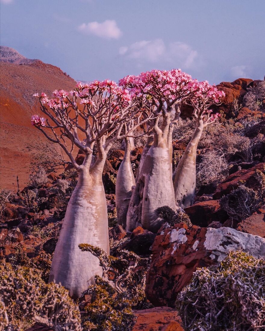 Travel-Photography-Unique-Socotra-Island-Yemen-Unique-Kristina-Makeeva