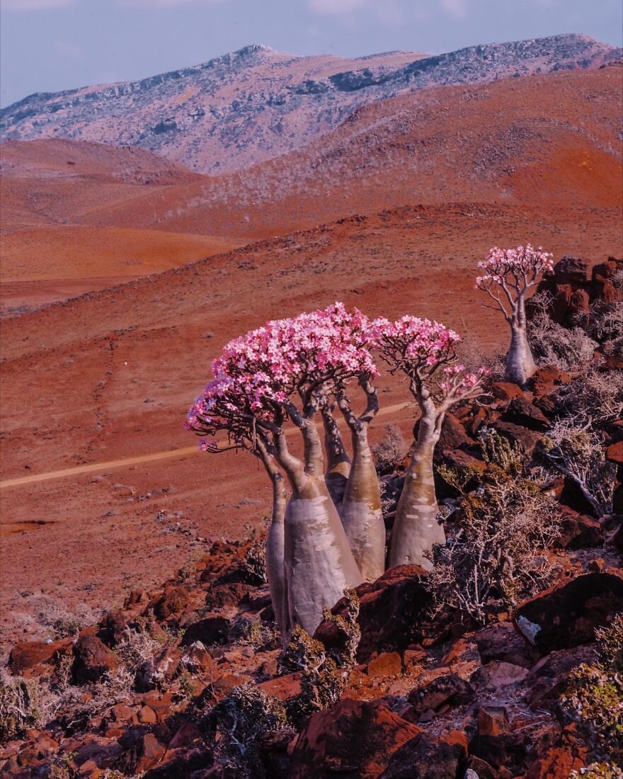 Travel-Photography-Unique-Socotra-Island-Yemen-Unique-Kristina-Makeeva