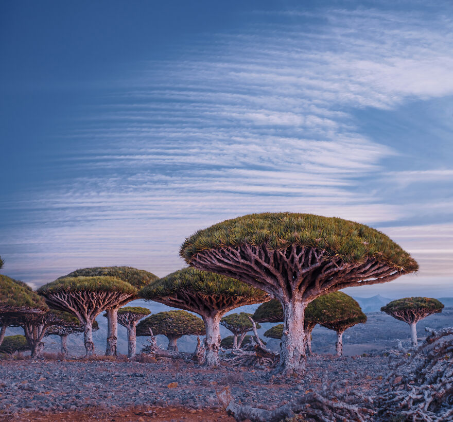 Travel-Photography-Unique-Socotra-Island-Yemen-Unique-Kristina-Makeeva