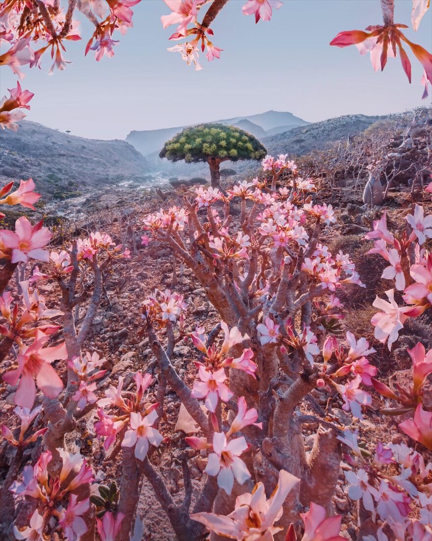 Travel-Photography-Unique-Socotra-Island-Yemen-Unique-Kristina-Makeeva
