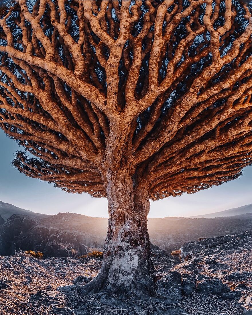 Travel-Photography-Unique-Socotra-Island-Yemen-Unique-Kristina-Makeeva