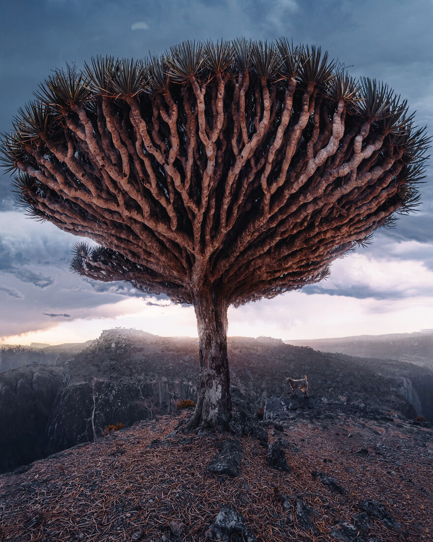 Travel-Photography-Unique-Socotra-Island-Yemen-Unique-Kristina-Makeeva