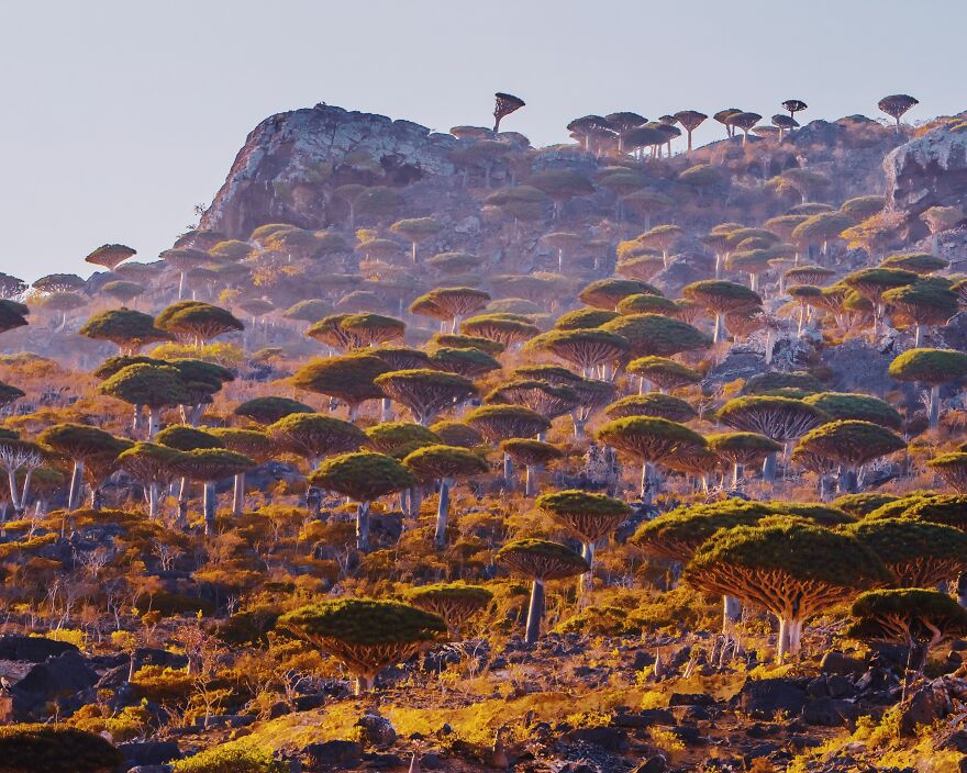 Travel-Photography-Unique-Socotra-Island-Yemen-Unique-Kristina-Makeeva