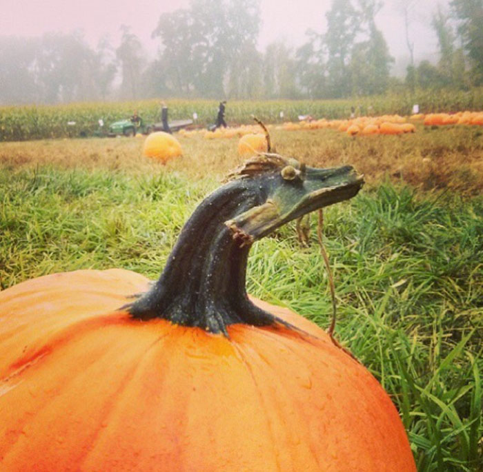This Pumpkin Stem Looks Like A Dragon