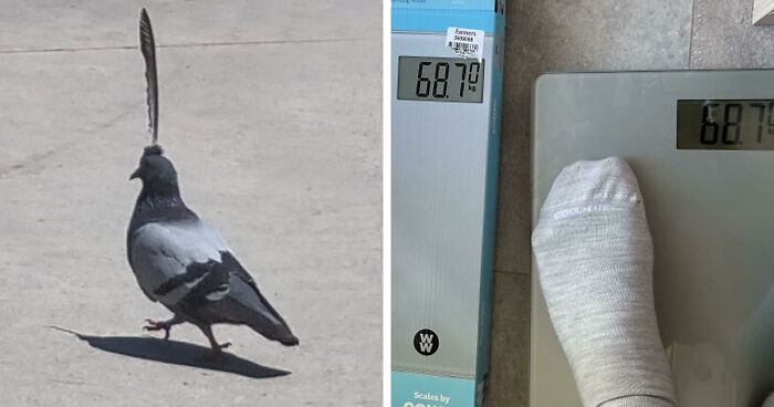 This Online Group Is Dedicated To ‘Mildly Interesting’ Stuff, And Here Are Their 50 Best Posts (New Pics)