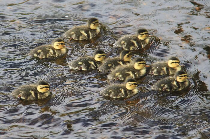 Person Invites People To Share The Saddest Facts They Know And Boy, Do They Deliver (40 Pics)