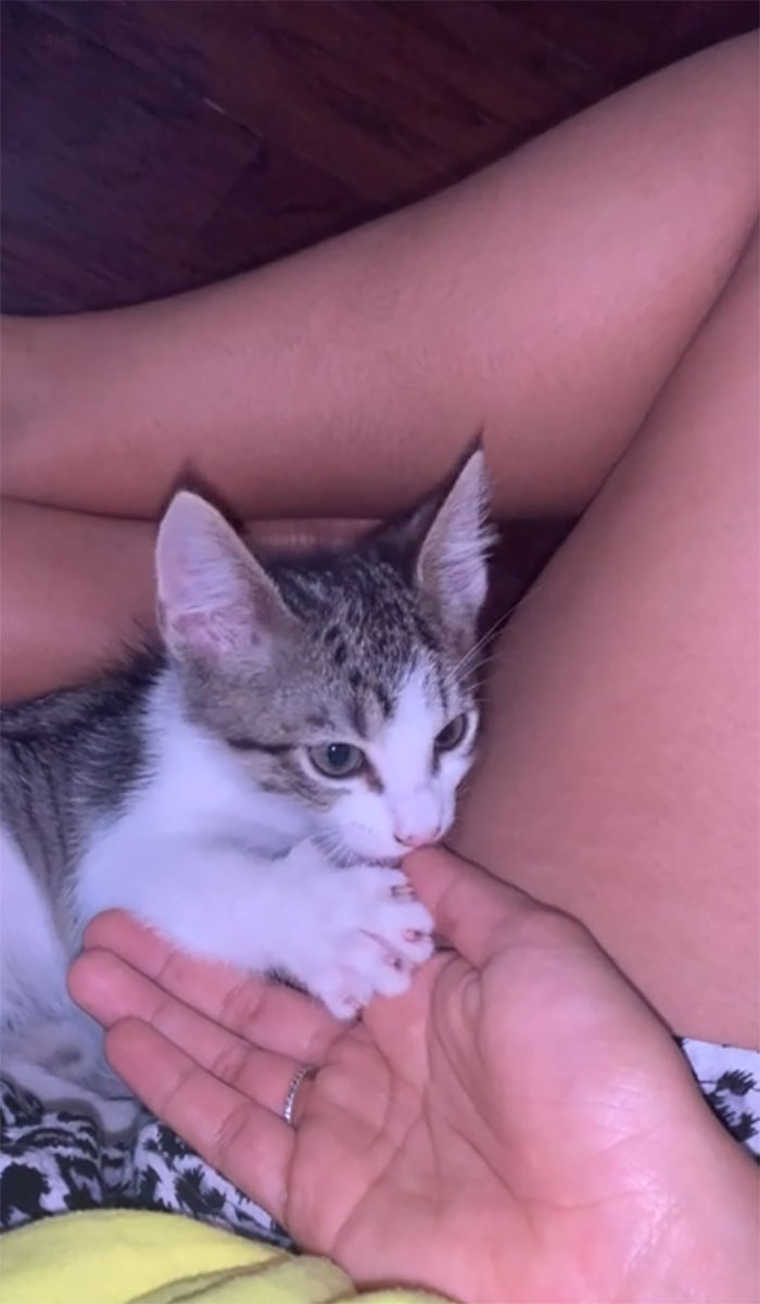 Today, I Adopted A Kitten. Meet Leo, My Fur Baby, The Biggest Purring Machine, And A Cuddler