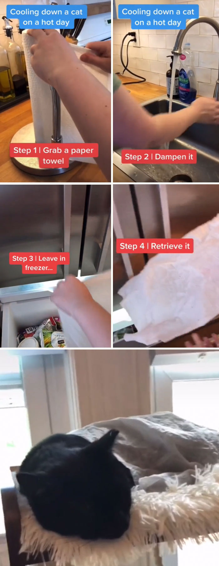 Pet-Care-Tips-Vet-Hunter-Finn-Tiktok