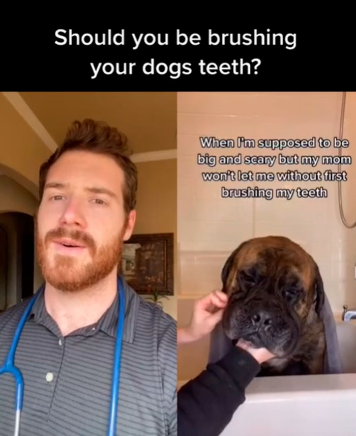 Pet-Care-Tips-Vet-Hunter-Finn-Tiktok