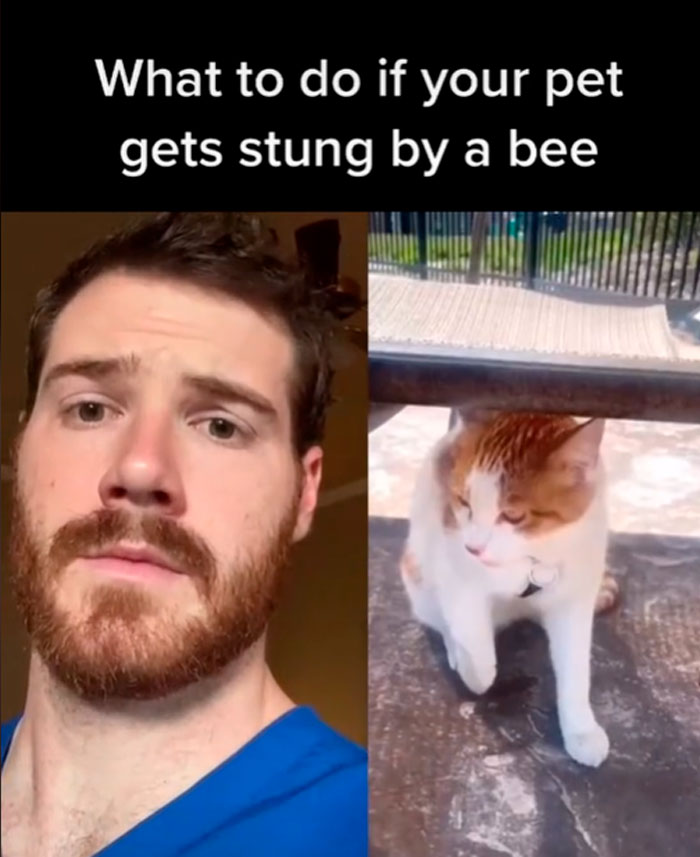 Pet-Care-Tips-Vet-Hunter-Finn-Tiktok