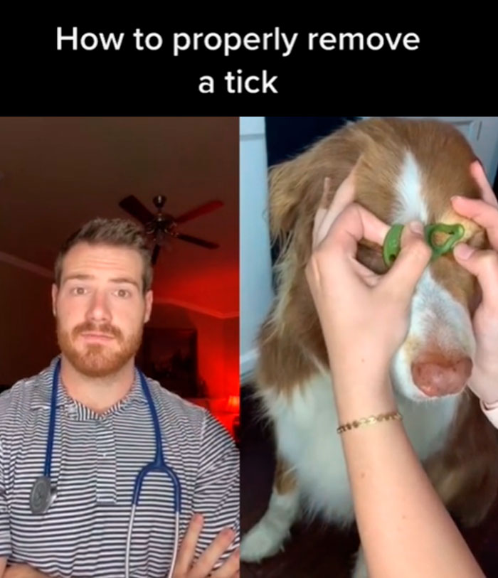 Pet-Care-Tips-Vet-Hunter-Finn-Tiktok