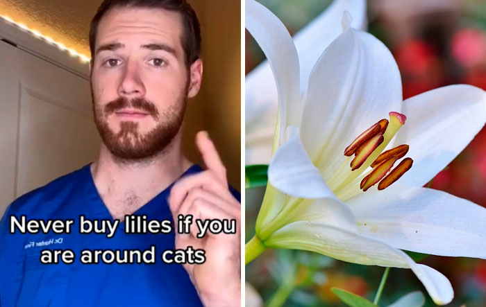 Pet-Care-Tips-Vet-Hunter-Finn-Tiktok