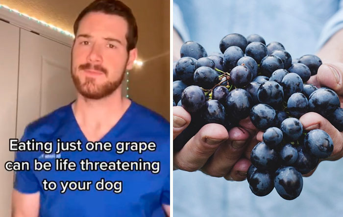 Pet-Care-Tips-Vet-Hunter-Finn-Tiktok