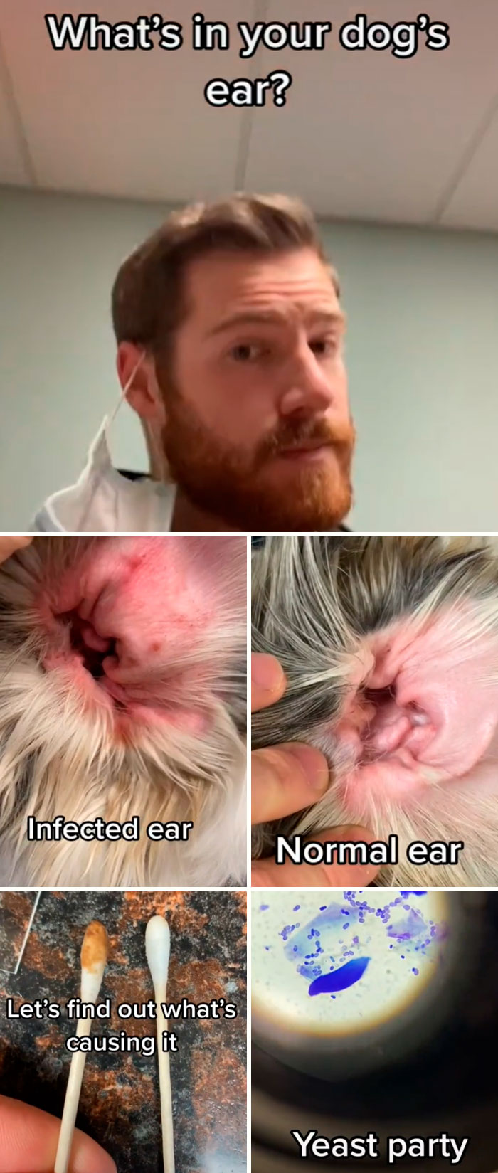 Pet-Care-Tips-Vet-Hunter-Finn-Tiktok