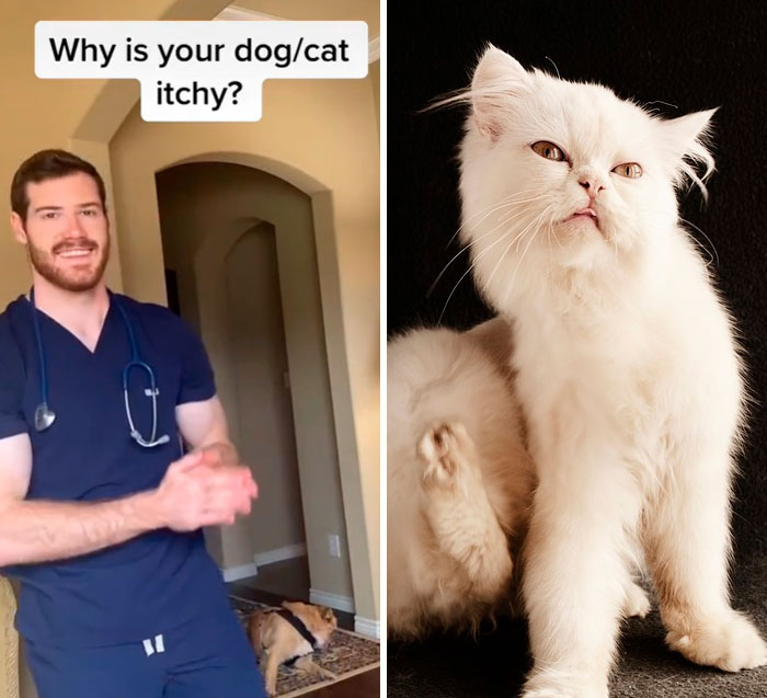 Pet-Care-Tips-Vet-Hunter-Finn-Tiktok