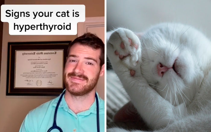 Pet-Care-Tips-Vet-Hunter-Finn-Tiktok