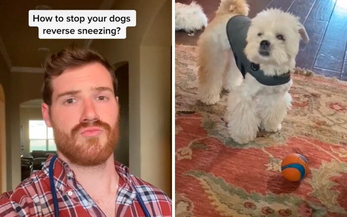 Pet-Care-Tips-Vet-Hunter-Finn-Tiktok