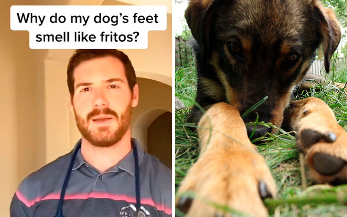 Pet-Care-Tips-Vet-Hunter-Finn-Tiktok