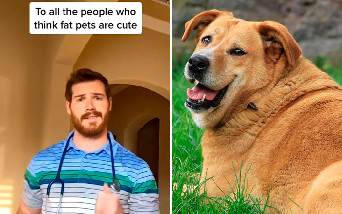 Pet-Care-Tips-Vet-Hunter-Finn-Tiktok